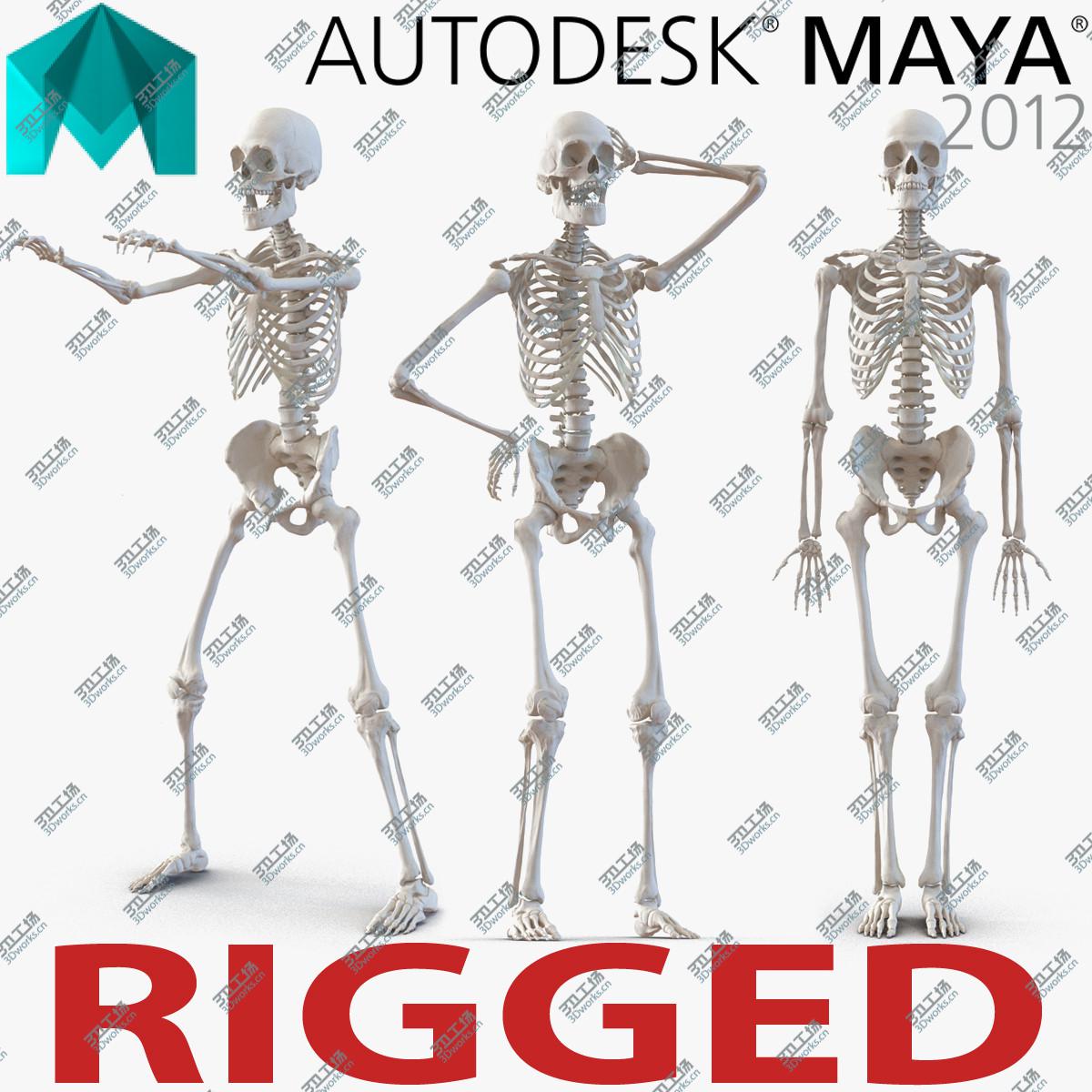 images/goods_img/202104022/Human Male Skeleton Rigged for Maya/1.jpg